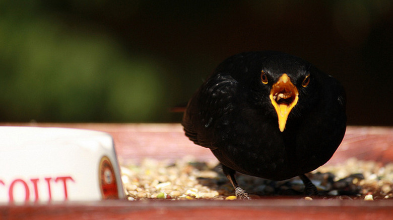 Bird photography via Raspberry Pi