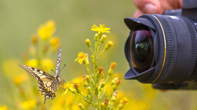 Person photographing swallowtail butterfly