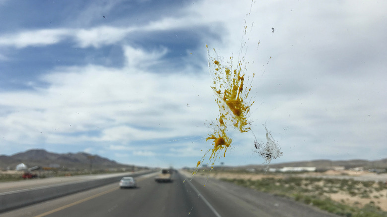 Bug splatter on windshield