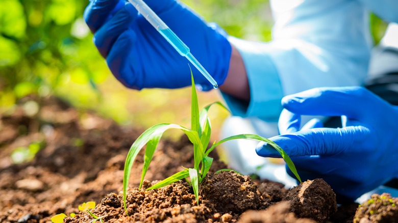 Scientist testing plant