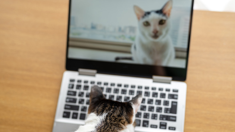 cat staring into laptop webcam