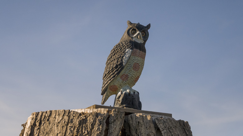 owl statue on tree stump