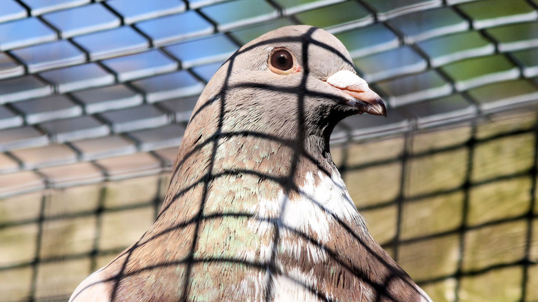 pigeon in cage