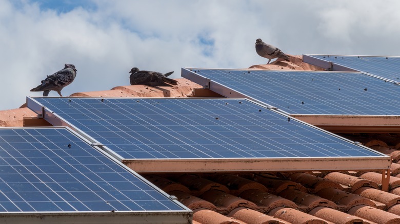 pigeons on roof with dirty solar panels