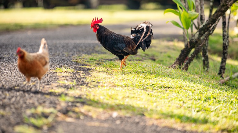 Feral roosters on Kauai, Hawaii