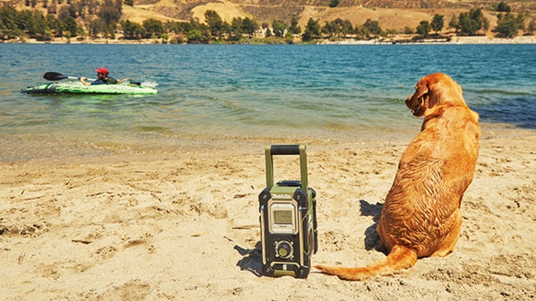 Dog next to a Makita radio