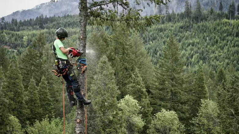 Person using a chainsaw to cut down a tree in the forest