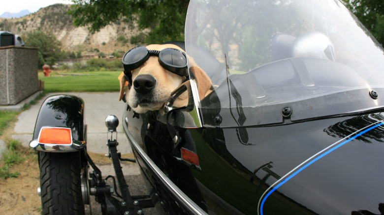 Man's best friend's best with goggles