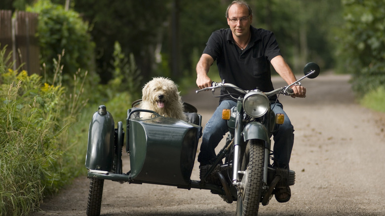 Human and dog on an antique motorcycle