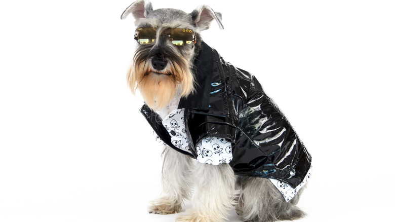 A schnauzer wearing a faux-leather jacket