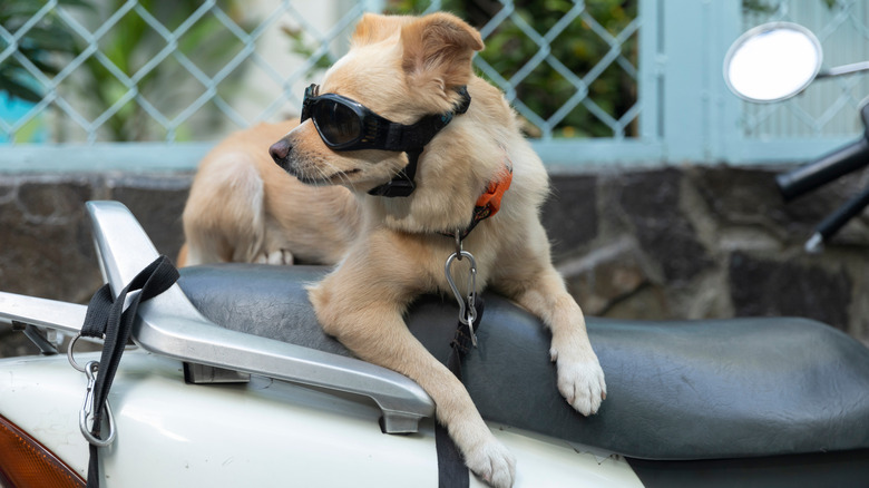 Back seats can work for some dogs