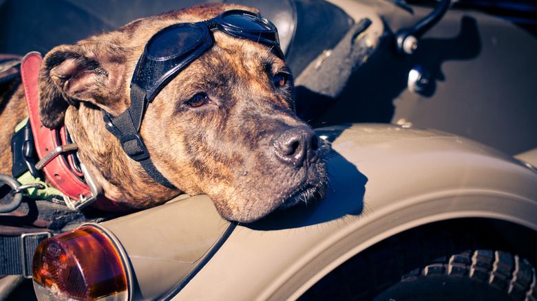 This riding dog wears a harness