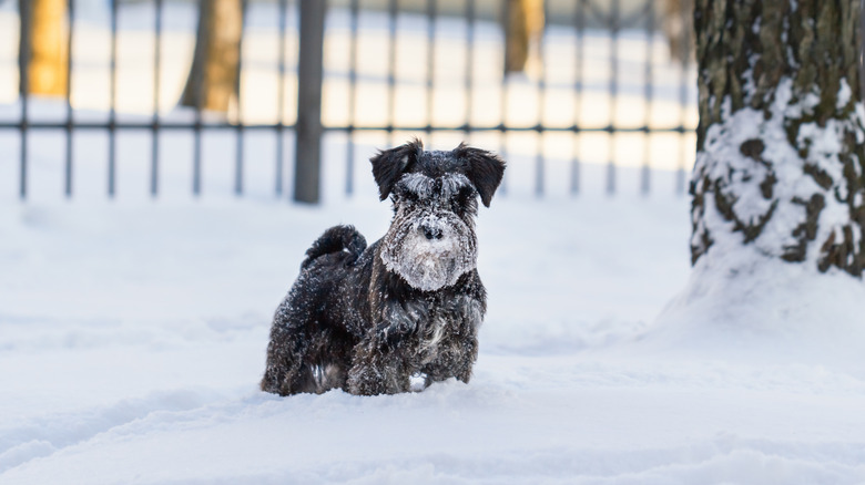 Terrier dog standing in snowy and icy conditions