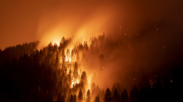 A wildfire ravages a forest