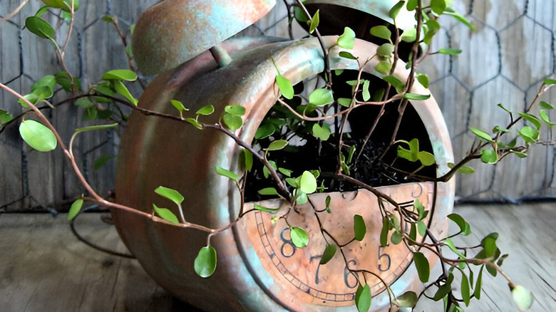 An old alarm clock transformed into a planter.