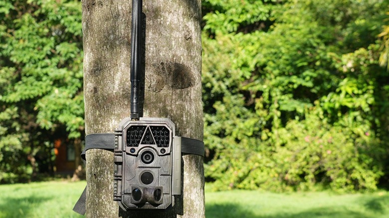 Trailer camera on a tree