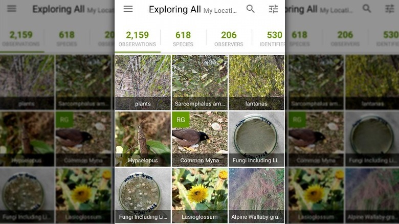 iNaturalist app