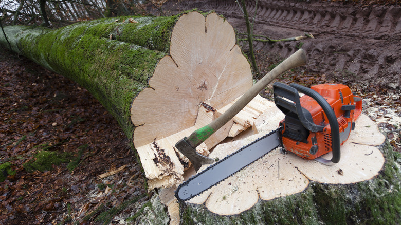 chainsaw and axe near tree