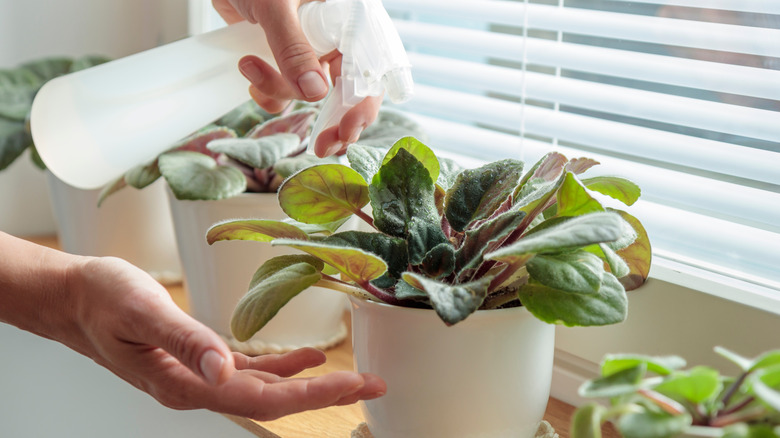 Hands watering indoor plants