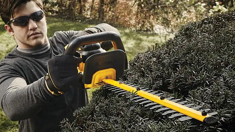 Man uses DeWalt hedge trimmer on a hedge