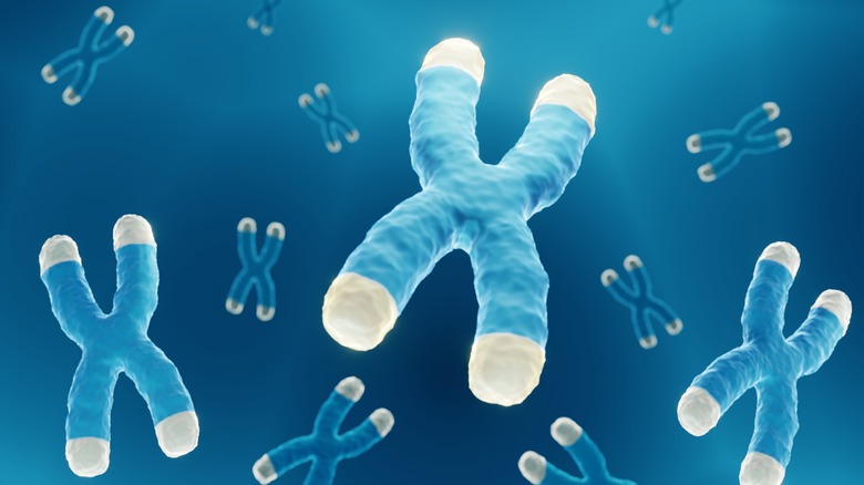 chromosomes with highlighted telomeres