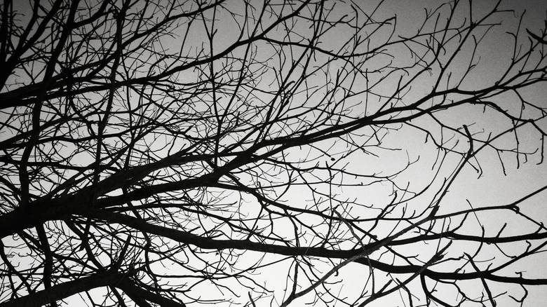 Silhouetted dead tree branches