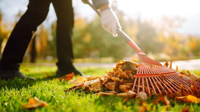 Person raking leaves