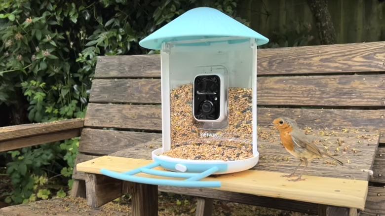 Robin standing next to bird feeder