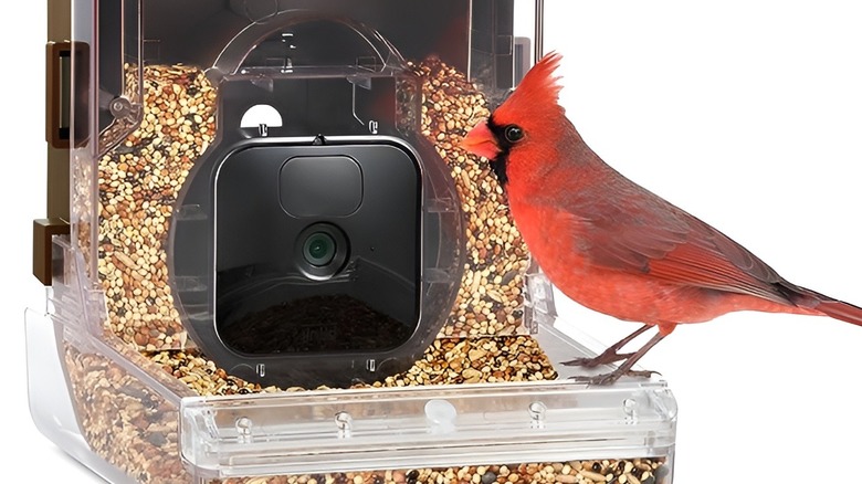 Cardinal sitting on bird feeder