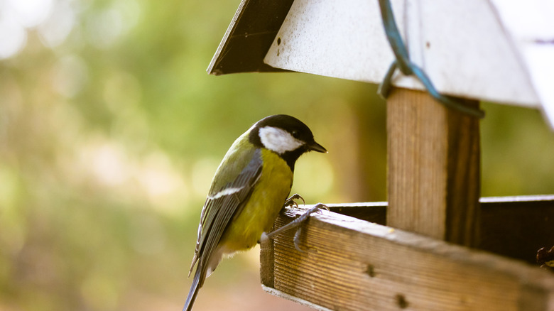 Bird sitting at bird feeder