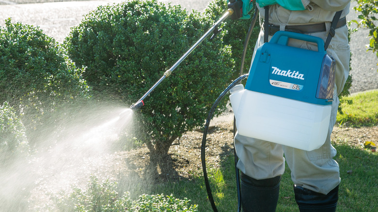 Person using a sprayer on bushes