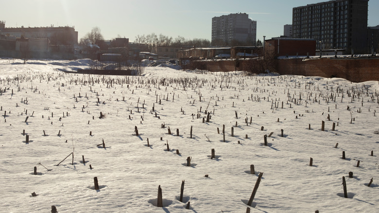 Sticks in snow