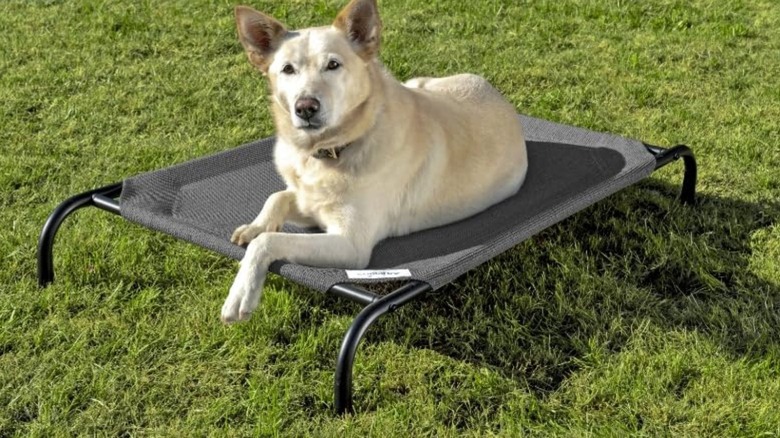 Dog sitting on elevated bed outside