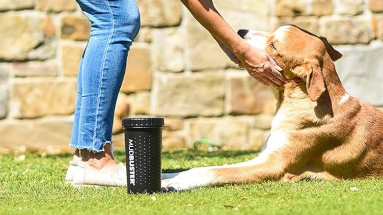 Person petting dog with paw cleaning next to them