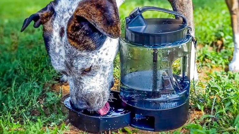 Dog drinking water out of water canister