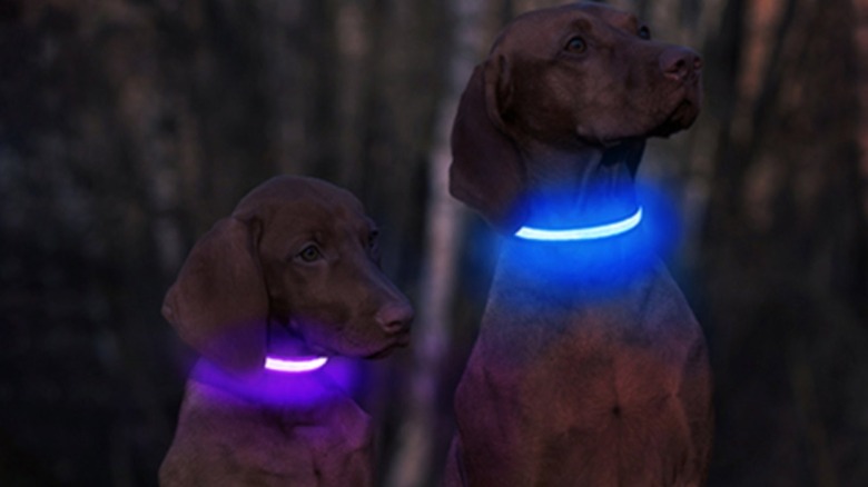 Dogs wearing light up collars are night