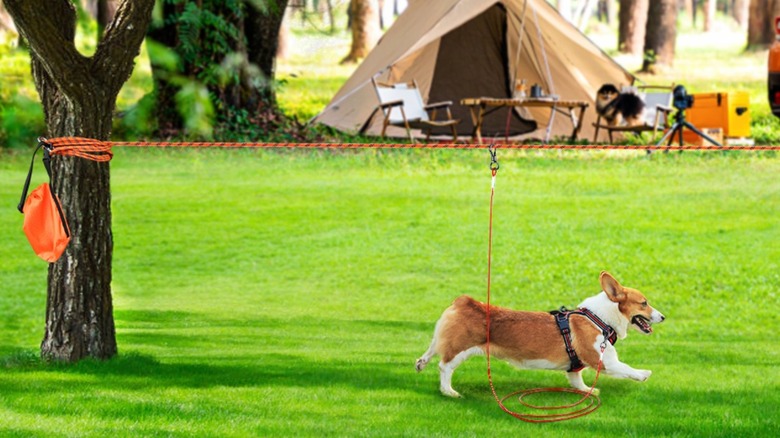 Corgi running while attached to lead