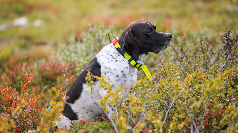 dog with GPS collar