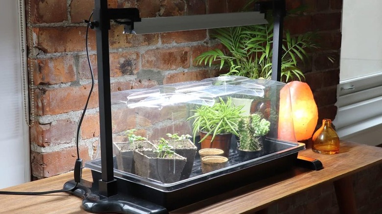 Mini greenhouse on countertop