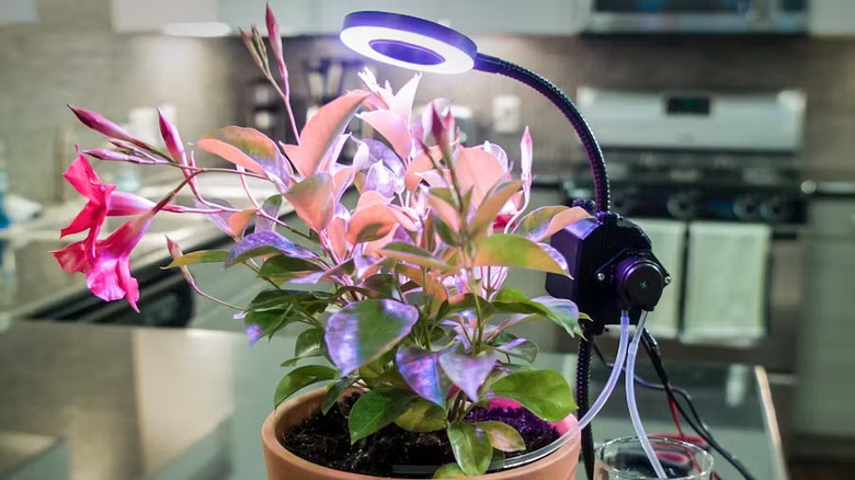 Indoor Automated Gardener project