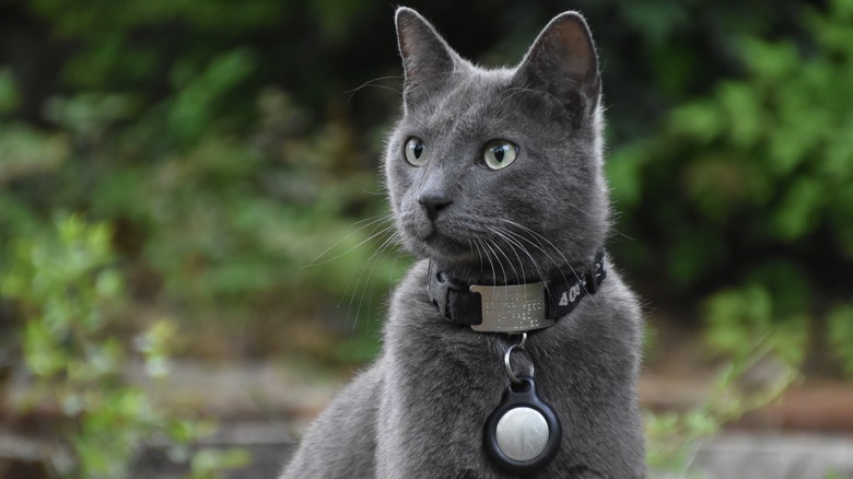 Cat with AirTag on collar