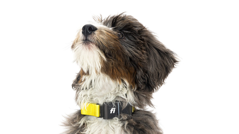 Fi Dog GPS and Health Tracking collar on dog