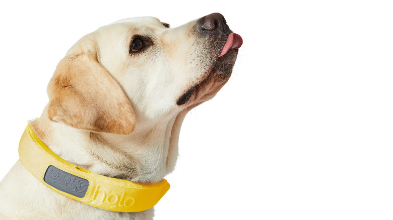 dog wearing the Halo Collar 3