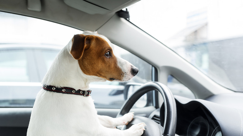 Dog in driver's seat with front paws on steering wheel