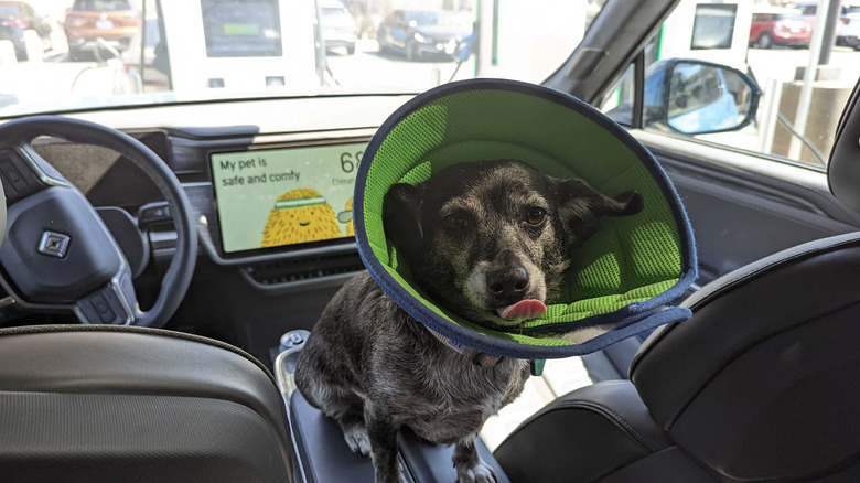 Dog with cone in Rivian sitting on center console