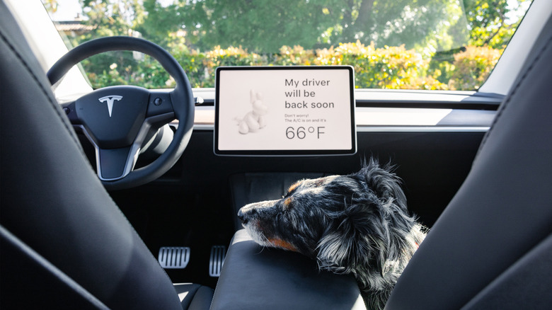 Tesla dog mode with dog resting on center console