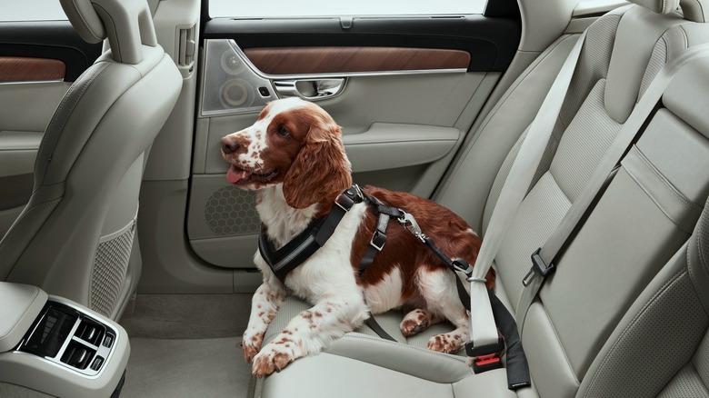 Volvo V60 with dog in dog harness