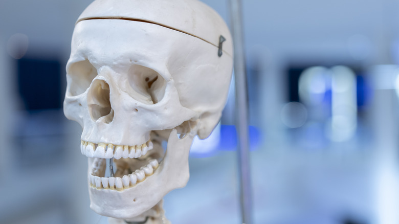 human skull on display in laboratory