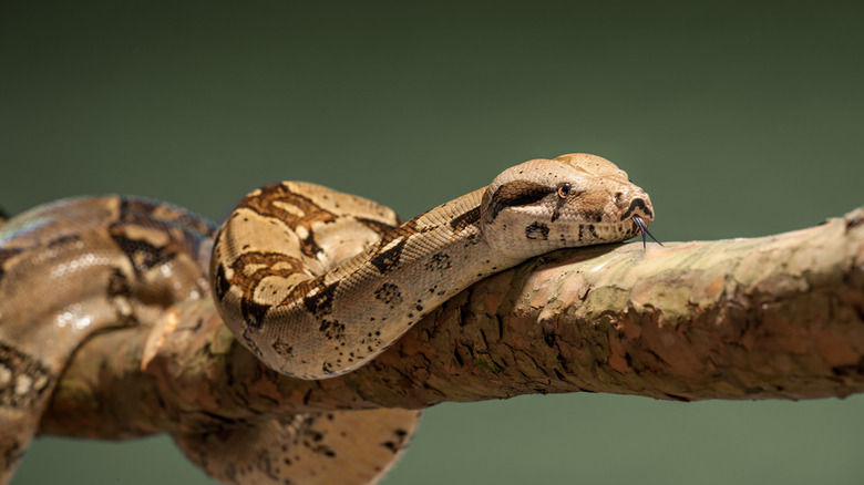 Boa constrictor on branch