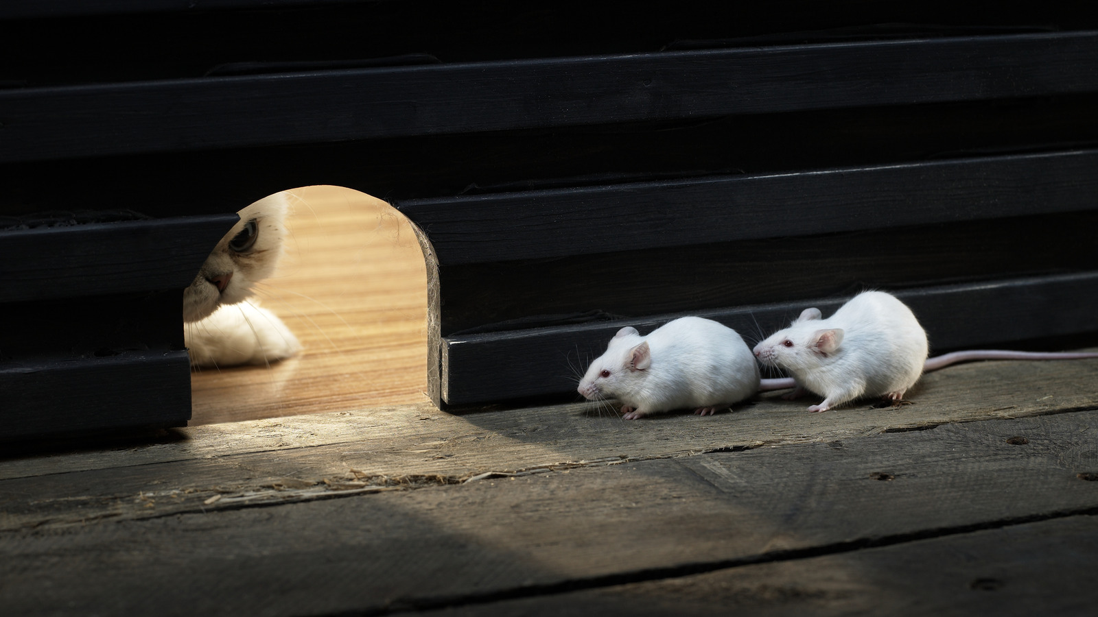 5 Ways to Keep Mice Out of Your Garage